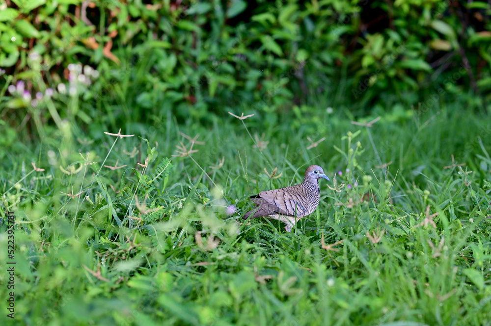 A lone dove was walking on the grass on the side of the road in the morning looking for food with natural background. A lone dove was walking on the grass on the side of the road in the morning looking for food with natural background.