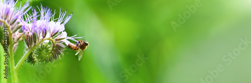 Fotobehang Bee and flower phacelia