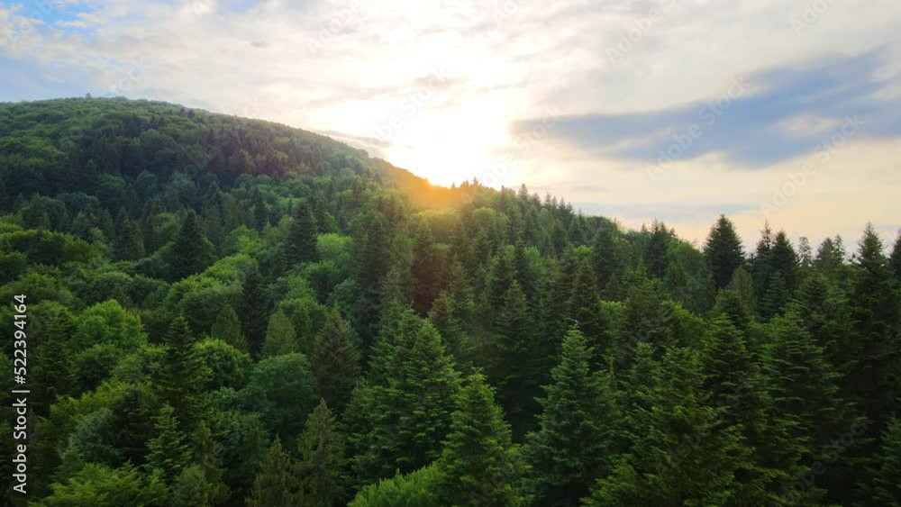 Aerial view of green pine forest with dark spruce trees covering mountain hills at sunset. Nothern woodland scenery from above Aerial view of green pine forest with dark spruce trees covering mountain hills at sunset. Nothern woodland scenery from above