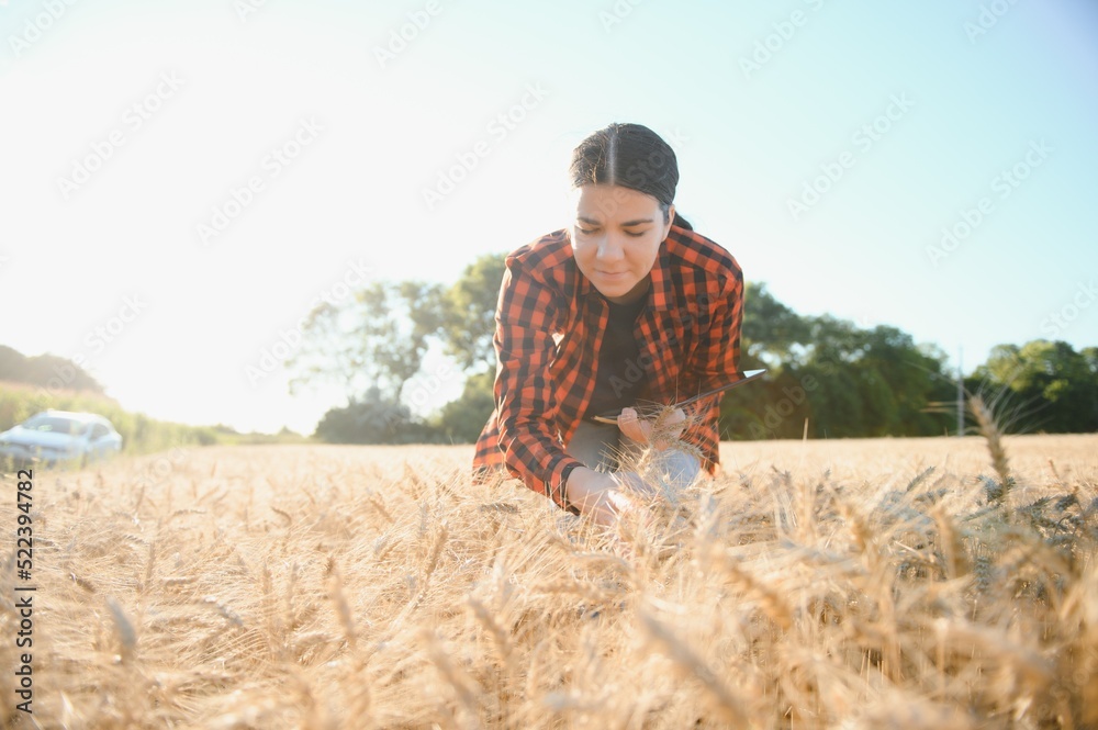 A woman farmer examines the field of cereals and sends data to the cloud from the tablet. Smart farming and digital agriculture A woman farmer examines the field of cereals and sends data to the cloud from the tablet. Smart farming and digital agriculture