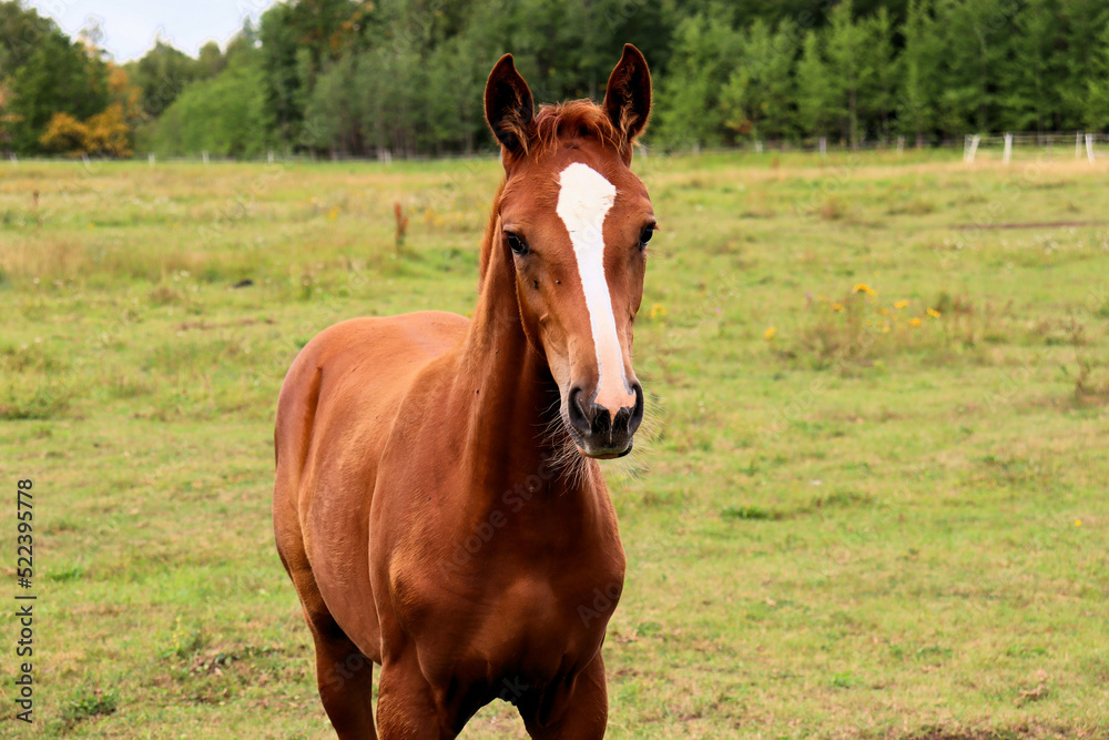 Horses graze in the meadow