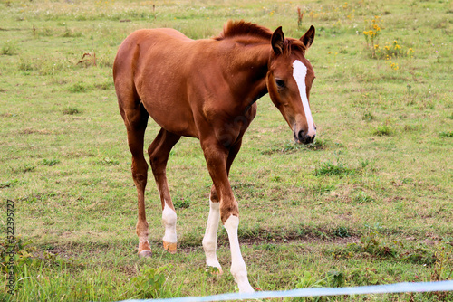 Horses graze in the meadow