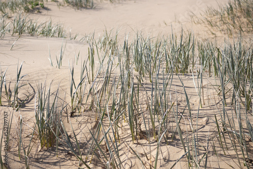 sand dunes and grass at the beach