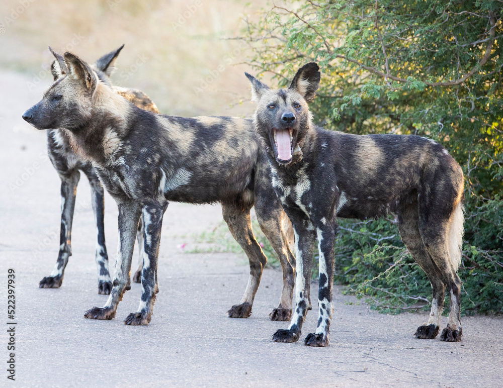 Wild dogs are carnivorous mammals that live in the wild in the African savannah. These animals are enemies of hyenas and are always fighting with them.