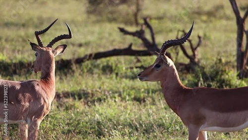 Male impalas, these artiodactyl mammals and African antelopes live in the wild in the African savannah of South Africa and fight for females, the savannah is full of these herbivorous animals.