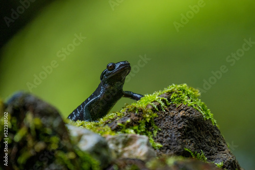 Alpensalamander