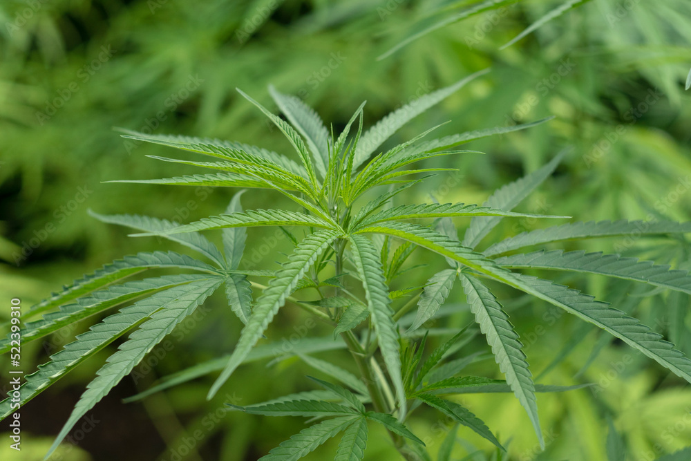 Marijuana leaves plants in nature background. Marijuana leaves plants in nature background.