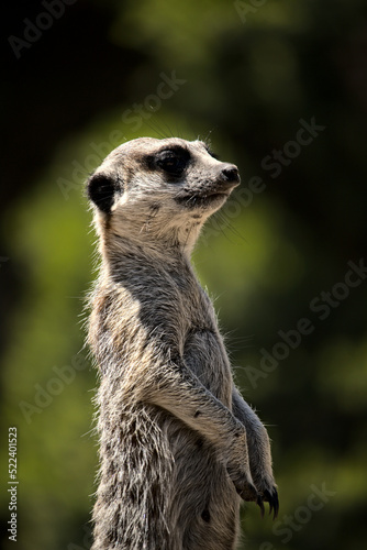 Meerkat standing up