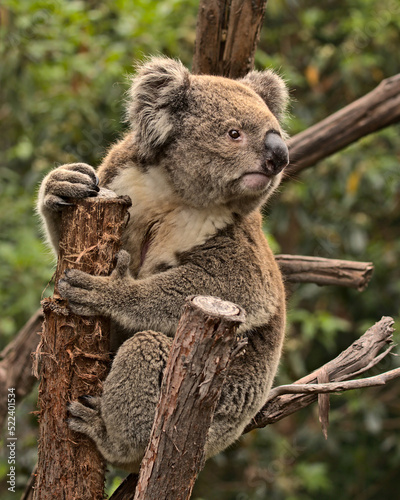 Photography Koala on a branch