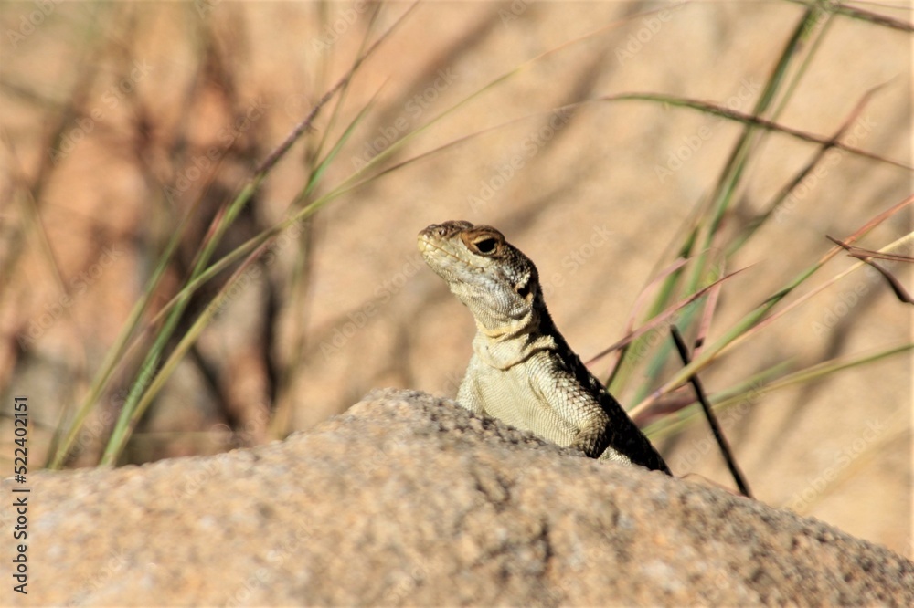 A Small Rock Lizard Peeping Up on a Rock, Anja Reserve, Madagascar A Small Rock Lizard Peeping Up on a Rock, Anja Reserve, Madagascar