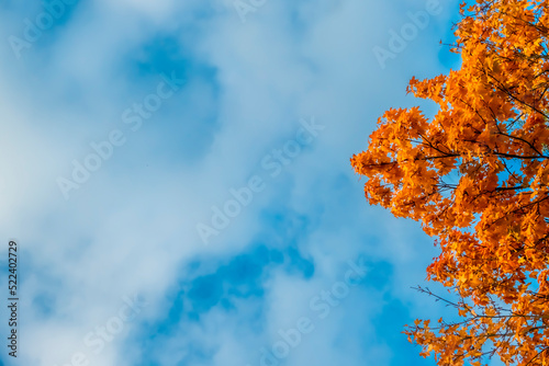 the beauty of autumn foliage