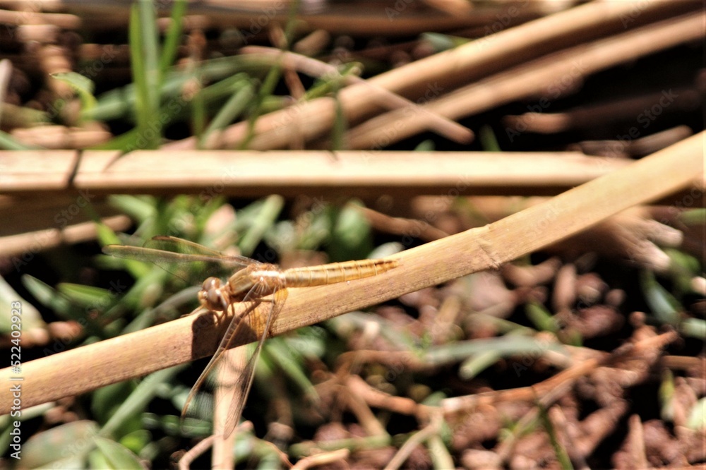 Brown Dragonfly on a Twig, Fiadanana, Madagascar Brown Dragonfly on a Twig, Fiadanana, Madagascar