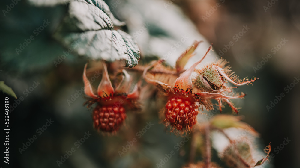 Ripe wiild raspberries in forest Ripe wiild raspberries in forest