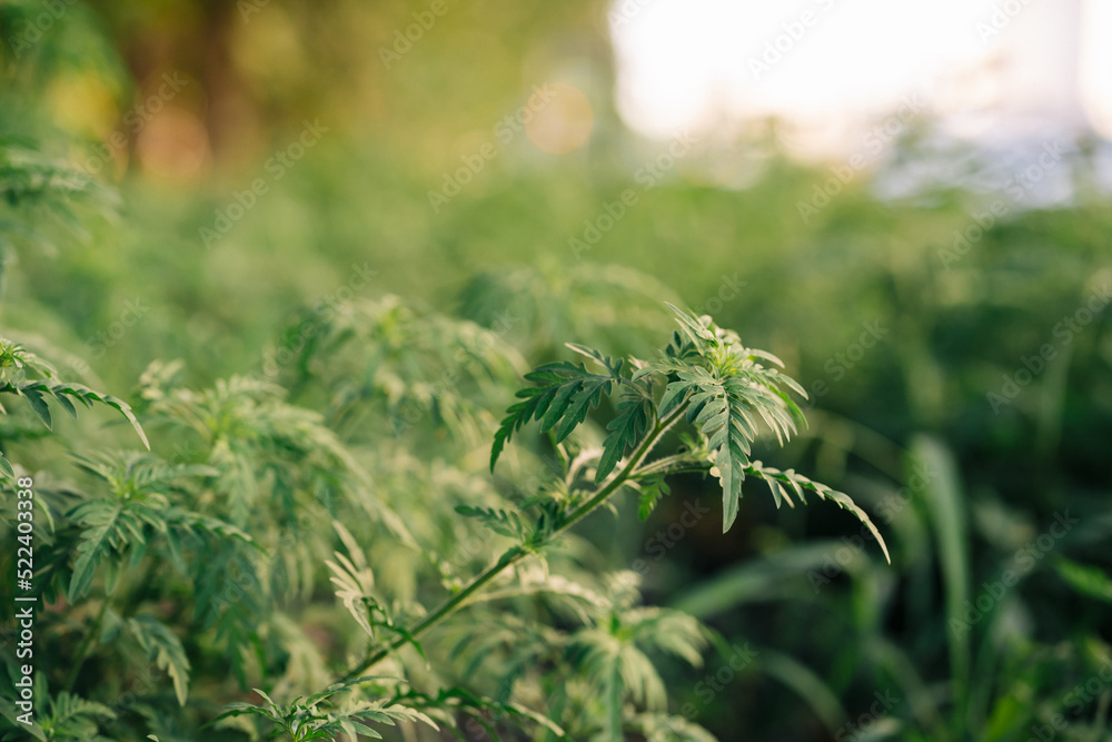 Ragweed, allergy causing grass. Ragweed bushes. Ambrosia artemisiifolia causing. Selective soft focus Ragweed, allergy causing grass. Ragweed bushes. Ambrosia artemisiifolia causing. Selective soft focus