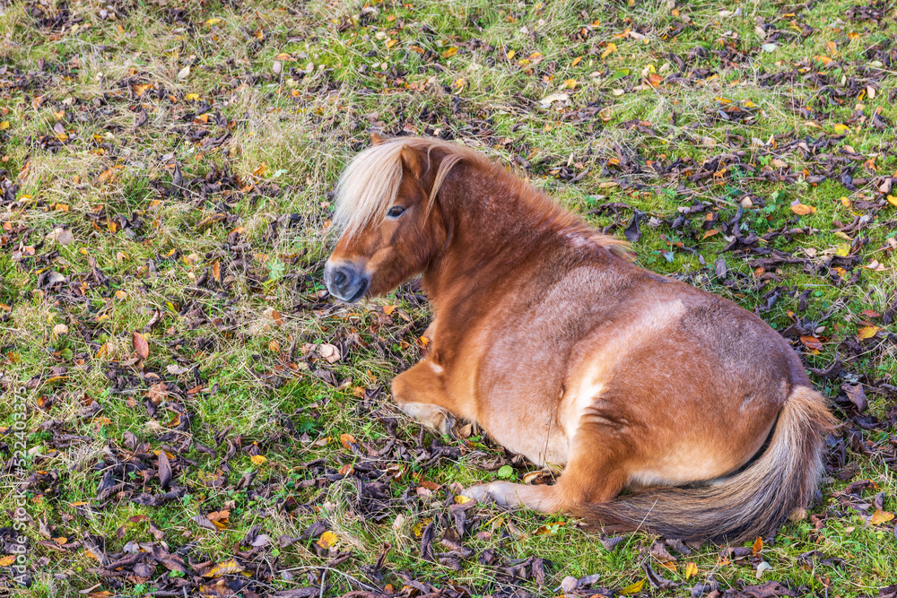 Horse lying in a meadow