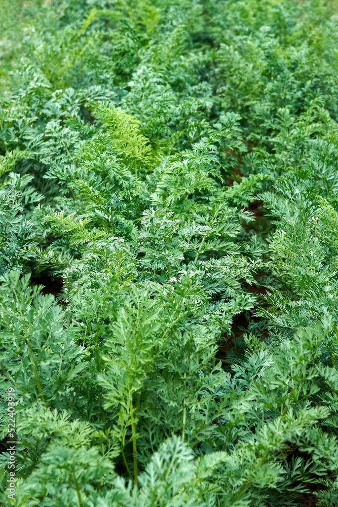 Bushes of fresh parsley grows on a bed on a vegetable farm as floral background