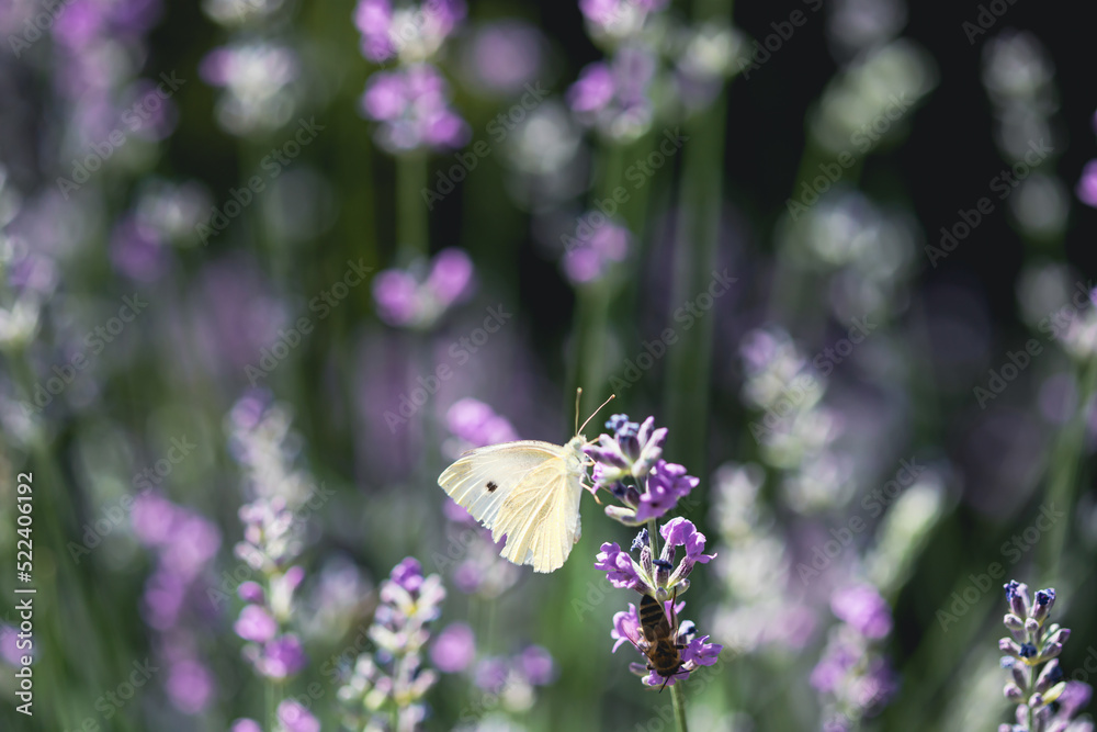 Naklejka premium Pieris butterfly on lavender flower and natural background.