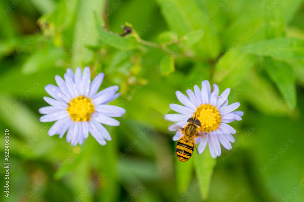 Obraz premium ノコンギクと蜂