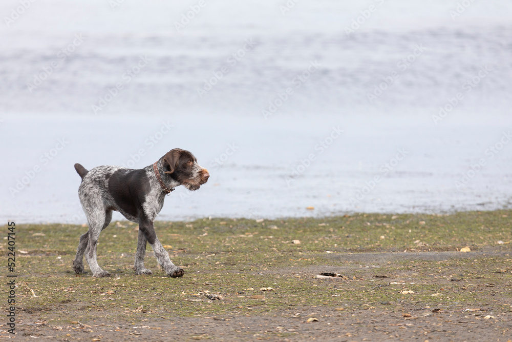 Young hunting dog in summer day Young hunting dog in summer day