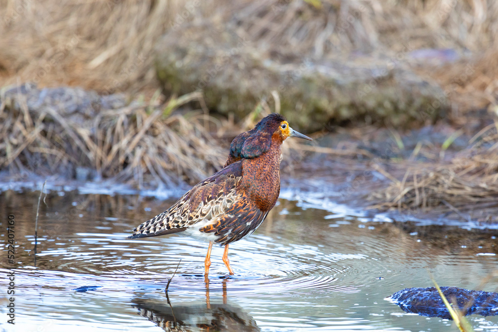 Male Ruff (bird) in breeding plumage stands on the shore of the lake Male Ruff (bird) in breeding plumage stands on the shore of the lake