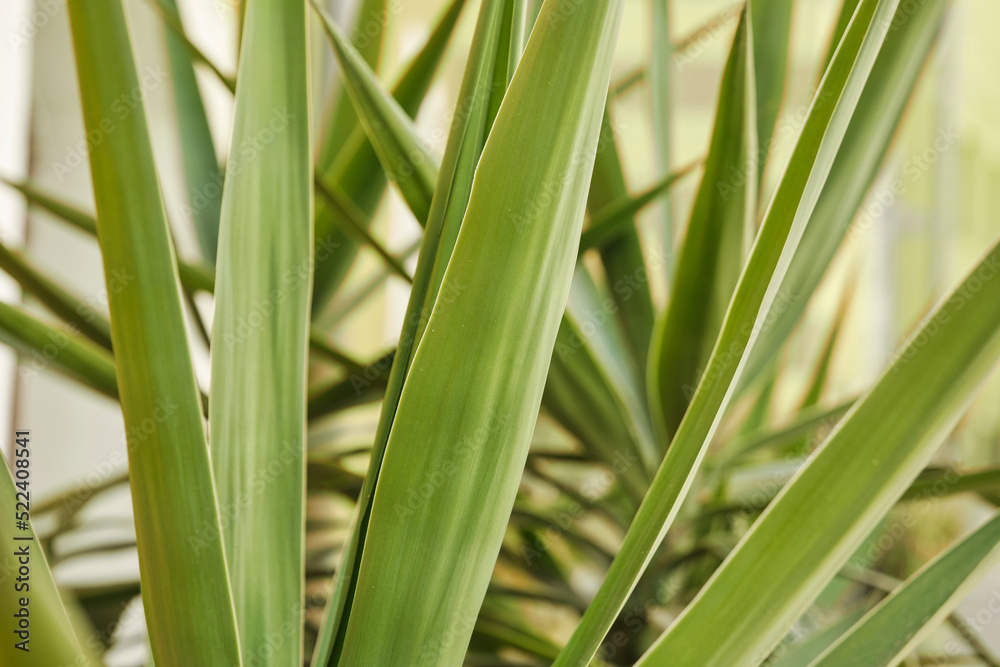 Vibrant green leaves background. Close-up shot of green leaves. Multiple layers of abstract green shapes. Presentation or website background. Vibrant green leaves background. Close-up shot of green leaves. Multiple layers of abstract green shapes. Presentation or website background.