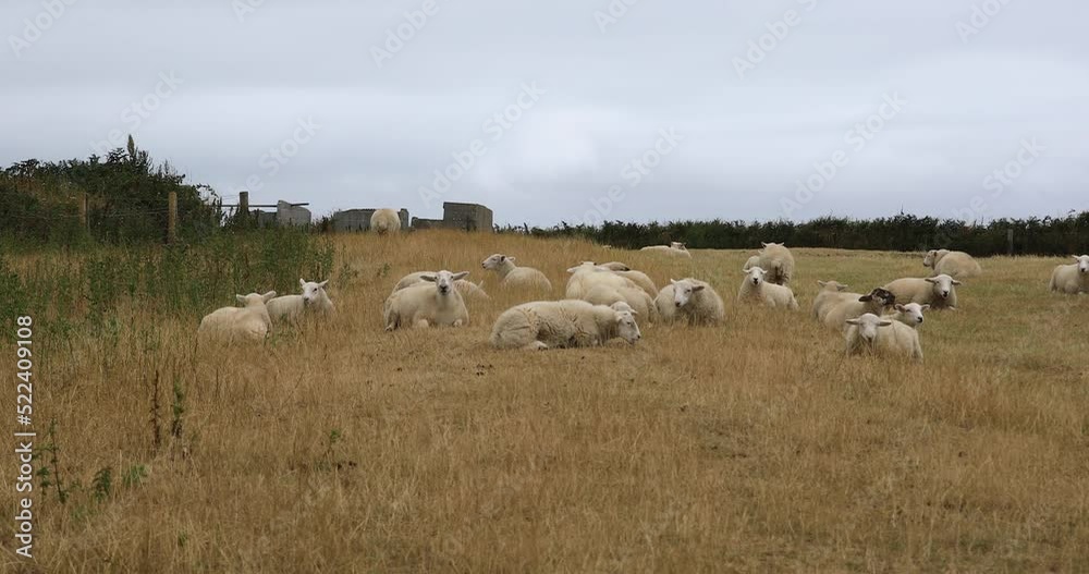 Flock of Sheep Laying Down Eating Grass in a Field in Cornwall. Flock of Sheep Laying Down Eating Grass in a Field in Cornwall.