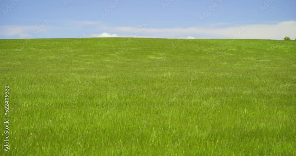 Green Wheat Field Waves Moved By Summer Wind Nature in central Spain blue sky and white clouds