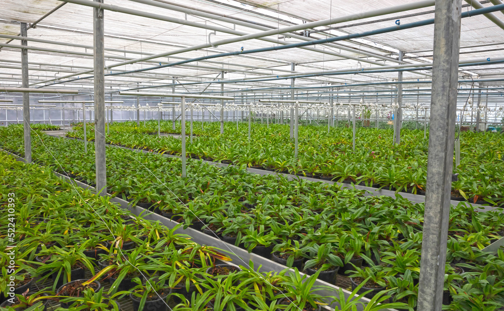 Bromeliad flower and Orchid nursery farm ornamental and flower green plant growing and hanging in the garden greenhouse under roof, selective focussed Bromeliad flower and Orchid nursery farm ornamental and flower green plant growing and hanging in the garden greenhouse under roof, selective focussed