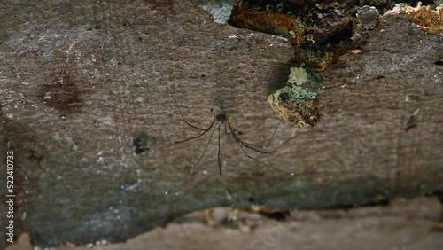 The Opiliones (formerly Phalangida) are an order of arachnids colloquially known as harvestmen, harvesters, or daddy longlegs. The spider sits on the bark of a tree trunk in the forest. Shooting macro photo