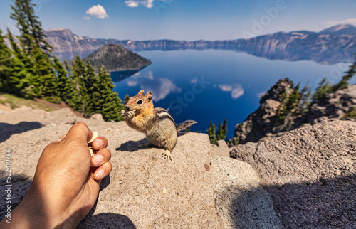 A Squirrel takes a bite of a potato chip at Crater Lake in Southeastern Oregon in the summer of 2022