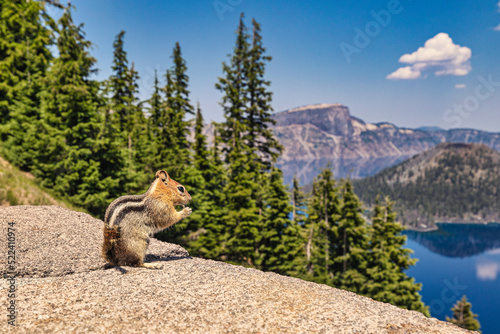A chipmunk looking at Crater Lake in Southeastern Oregon.