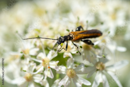 A red-brown Longhorn Beetle collects nectar on a white flower. Beetle close-up. Stictoleptura rubra.  © Elly Miller