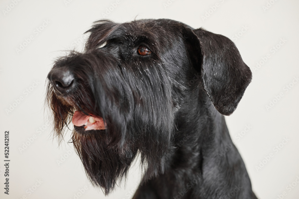 Close-up of black schnauzer dog with brown eyes isolated on white background Close-up of black schnauzer dog with brown eyes isolated on white background