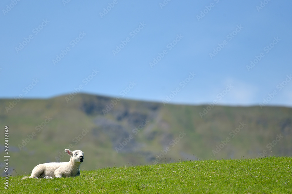 Fototapeta premium Sheep and lambs near Ribbleshead in Yorkshire Dales