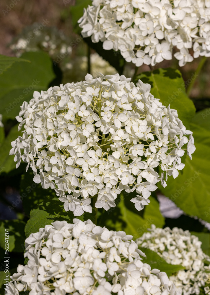 closeup of a beautiful white hydrangea in garden closeup of a beautiful white hydrangea in garden