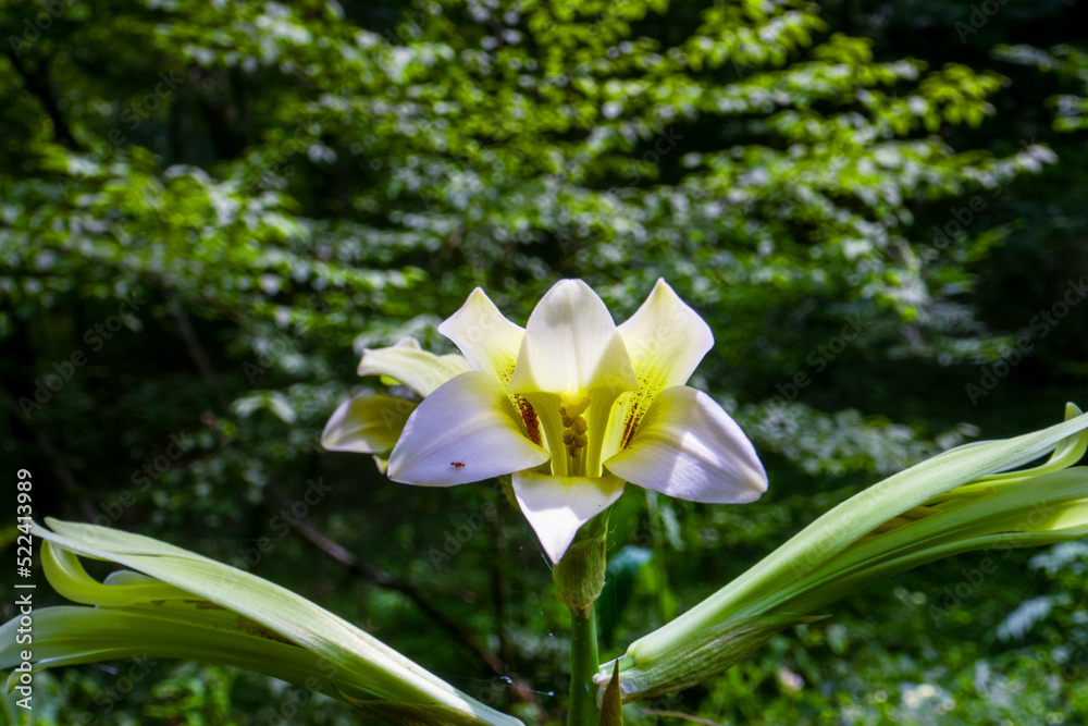 Obraz premium ユリ