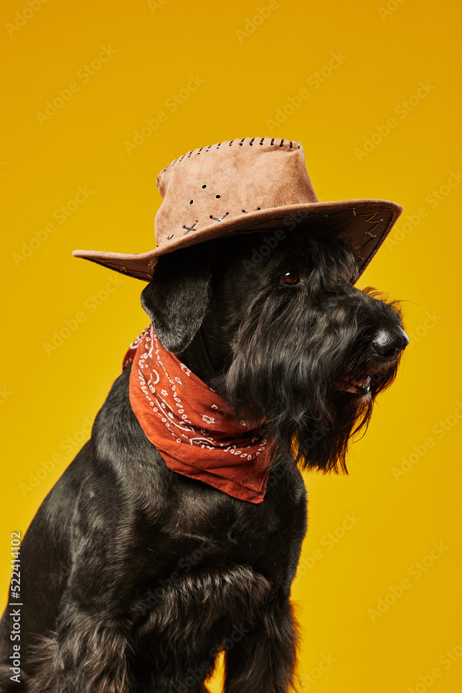 Φωτογραφία Portrait of black schnauzer dog in cowboy hat posing against yellow background