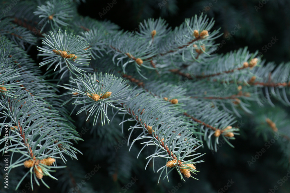 Beautiful branches of coniferous tree, closeup view Beautiful branches of coniferous tree, closeup view