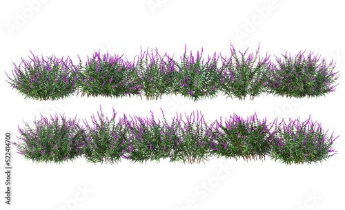 Shrubs and flowers on a transparent background.