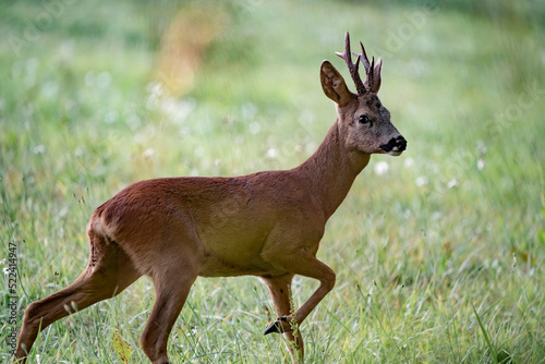 Chevreuil dans les champs