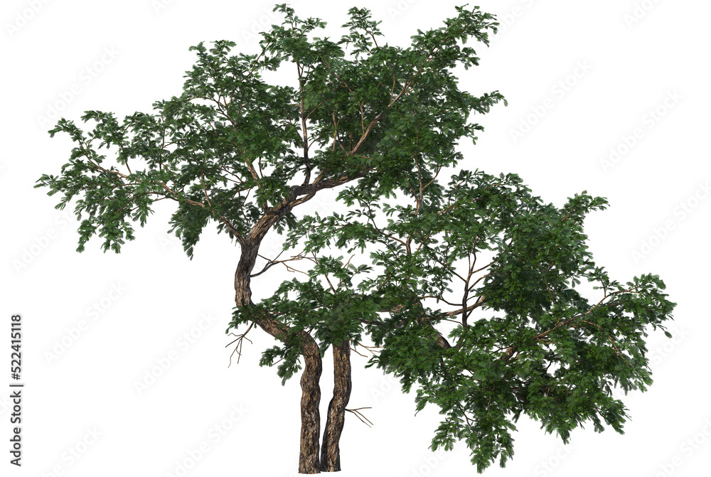 Tree on transparent background Tree on transparent background