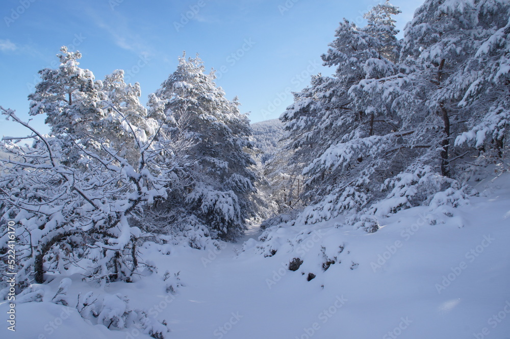 Fototapeta premium árboles nevados