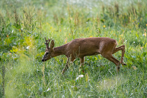 Chevreuil dans les champs photo