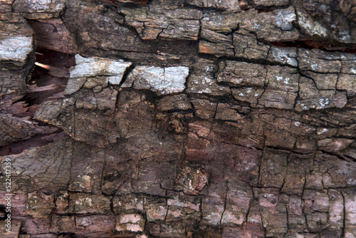 texture of a breadfruit tree 