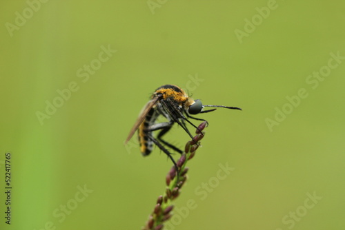 flying insect perched on grass on green background