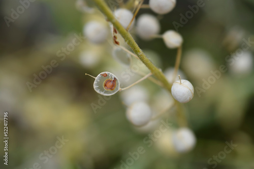 Yellow tuft