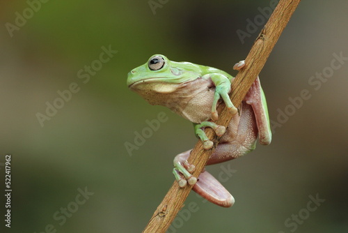 green frog on a wooden branch