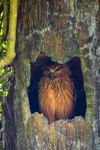 Brown Buffy Fish Owl resting and sleeping in a tree hollow during the day at the forest.