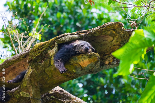Close up the bearcat (Binturong or Arctictis Binturong) sleeping on a tree in day. 