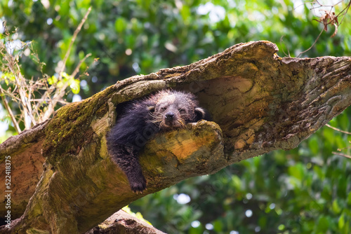 Close up the bearcat (Binturong or Arctictis Binturong) sleeping on a tree in day. 